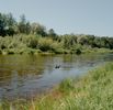 The Pure Creek