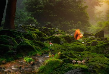 The Pure Creek